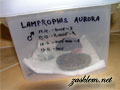 Lamprophis aurora
