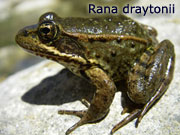 Rana draytonii - přirozená potrava