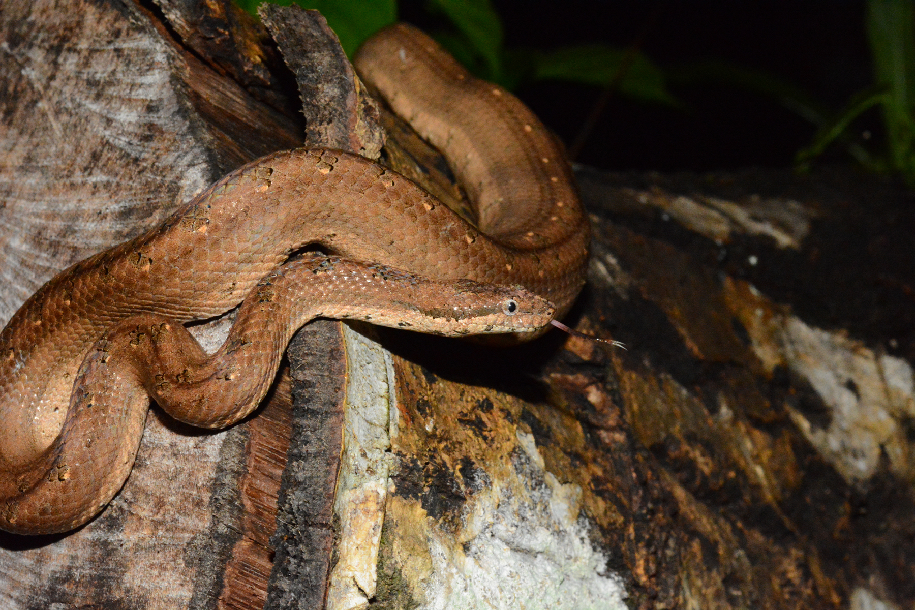 Tropidophis melanurus