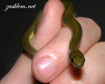 Lamprophis aurora