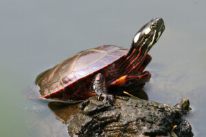 1280px-Eastern_Painted_Turtle_(Chrysemys_picta_picta)