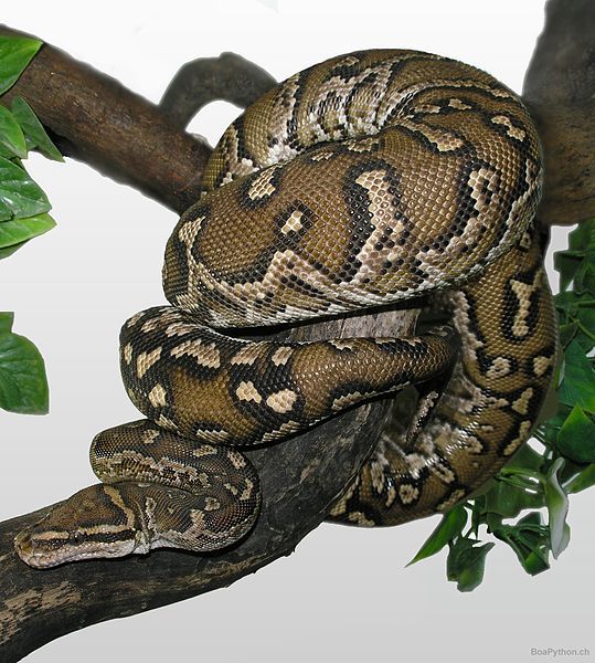 Python anchietae