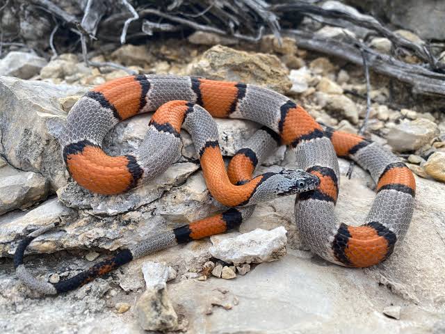 Lampropeltis alterna blairi