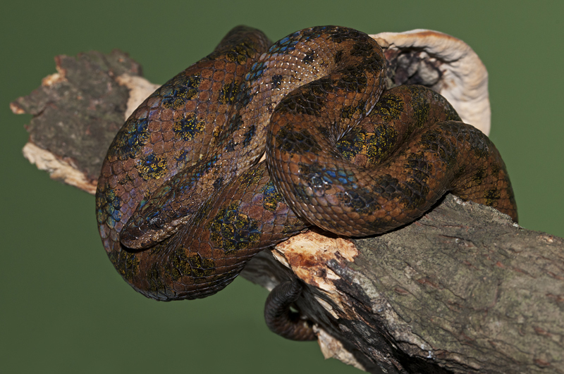 Tropidophis haetianus